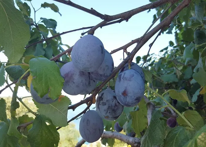 Tempera * Повляна